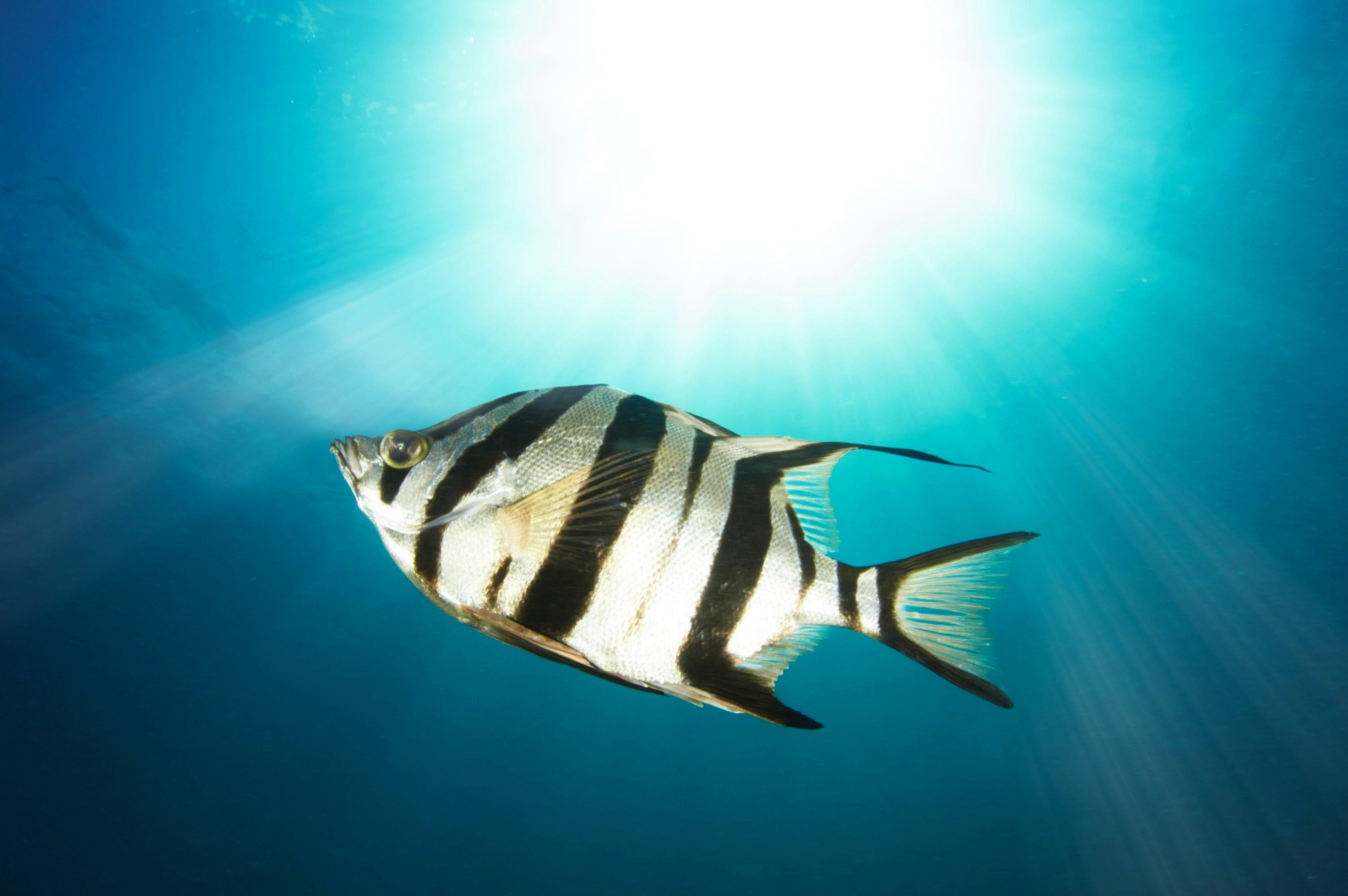 black and gray fish under water